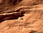 110412 Sedona 022a